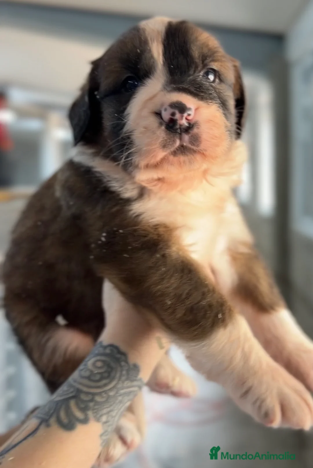 Raza Mixta perros en venta: San bernese  - Anuncio 1