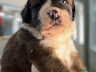 Raza Mixta perros San bernese - Anuncio 6