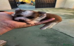 Pomerania perros en venta: Espectaculares Pomerania - Imagen 6