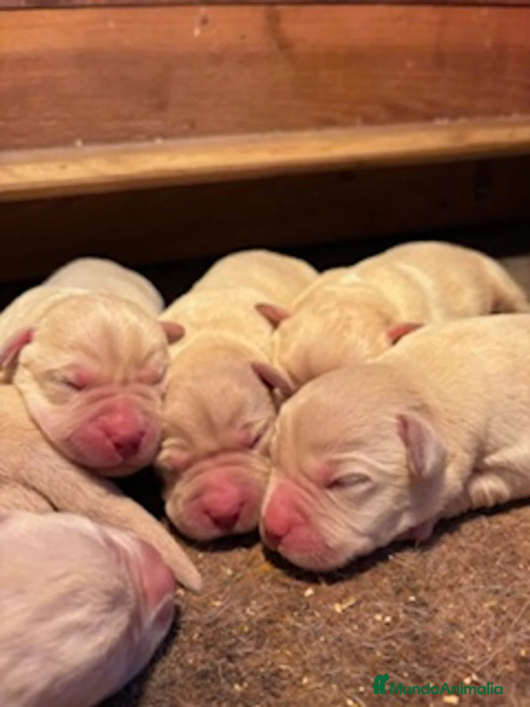 Labrador Retriever perros en venta: LABRADORES - Anuncio 1