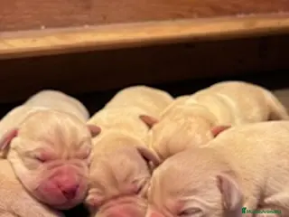 Labrador Retriever perros LABRADORES - Anuncio 3