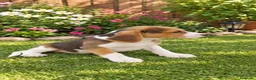 Beagle perros en venta: Beagle  - Anuncio 2
