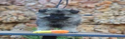 Spitz Lobo - Wolfsspitz perros en venta: Bebés WOLFSPITZ keeshond - Anuncio 2