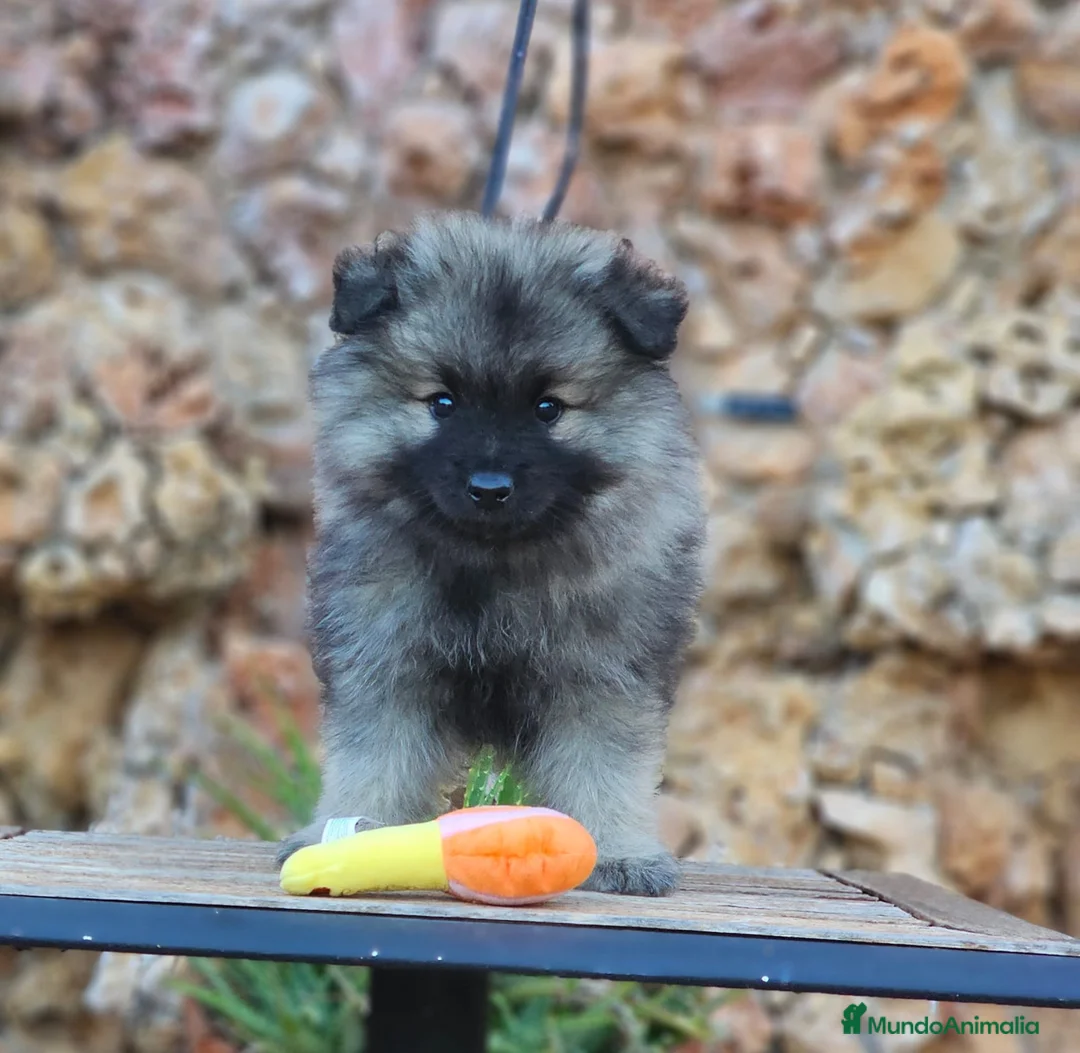 Spitz Lobo - Wolfsspitz perros en venta: Bebés WOLFSPITZ keeshond - Anuncio 2