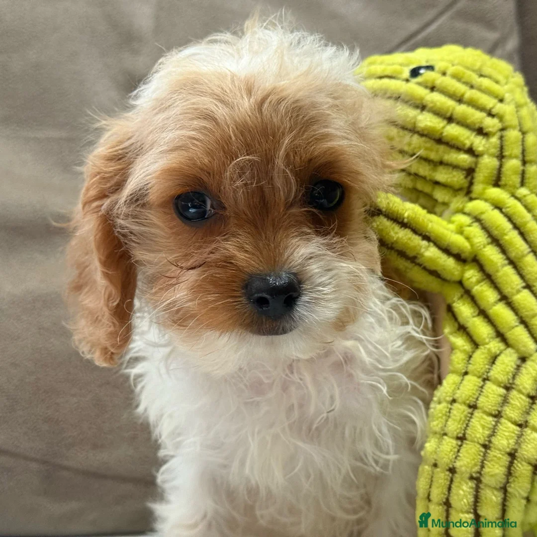 Cavapoo perros en venta: Preciosa cachorrita raza Cavapoo en Granada - Anuncio 7