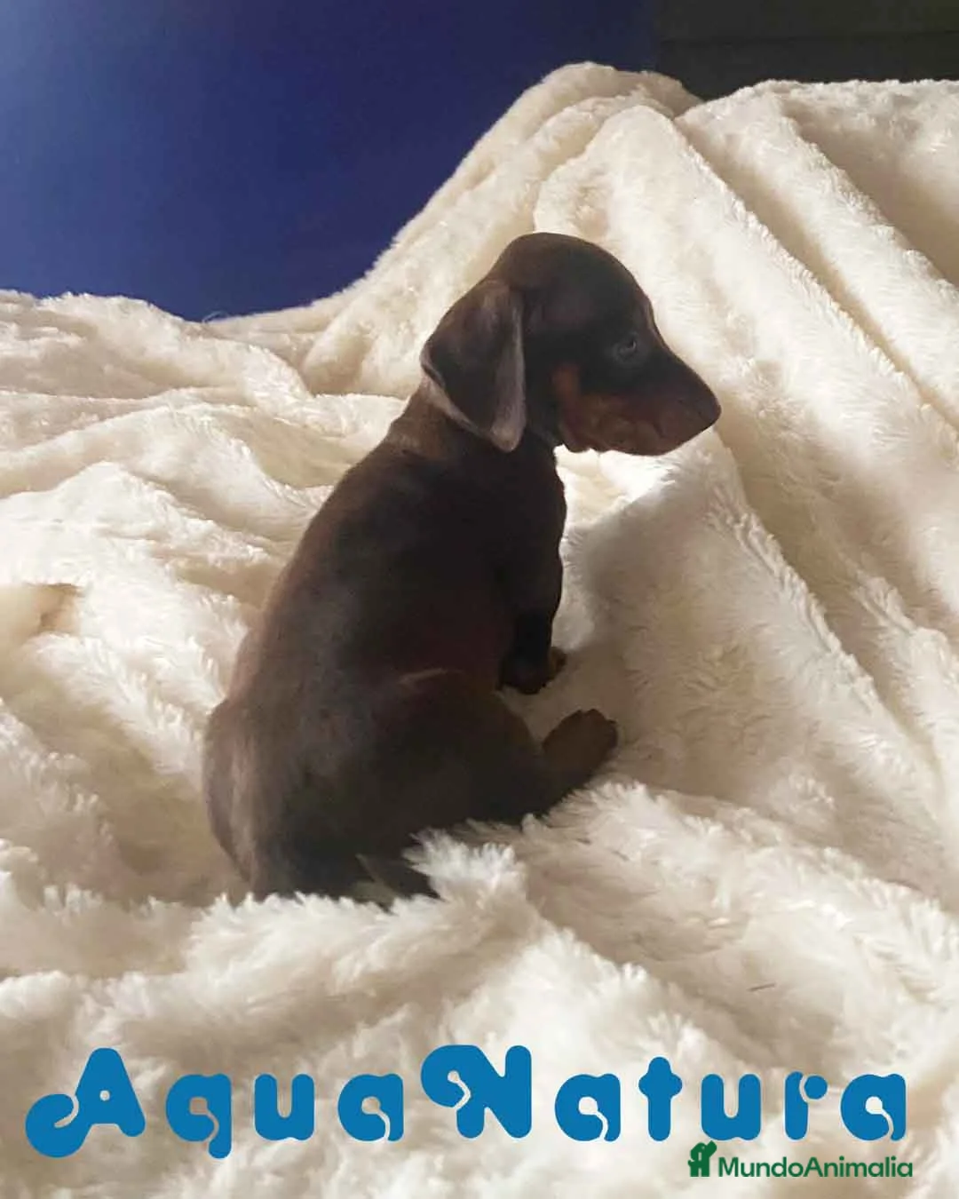 Teckel perros en venta:  Teckel Macho de Kily y Tilo 1883 AQUANATURA en Barcelona - Anuncio 2