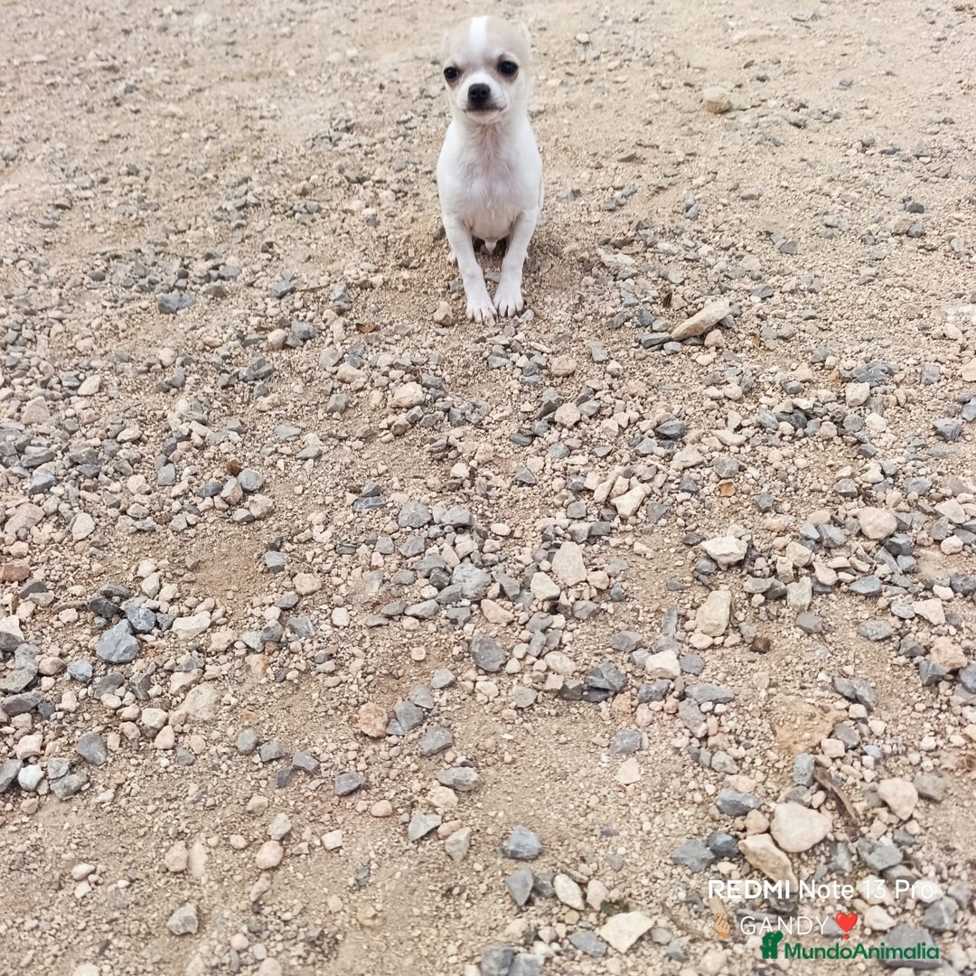 Chihuahua perros en venta: CHIHUAHUA - Anuncio 6