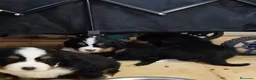 Boyero de Berna perros en venta: Boyero de berna  - Anuncio 4