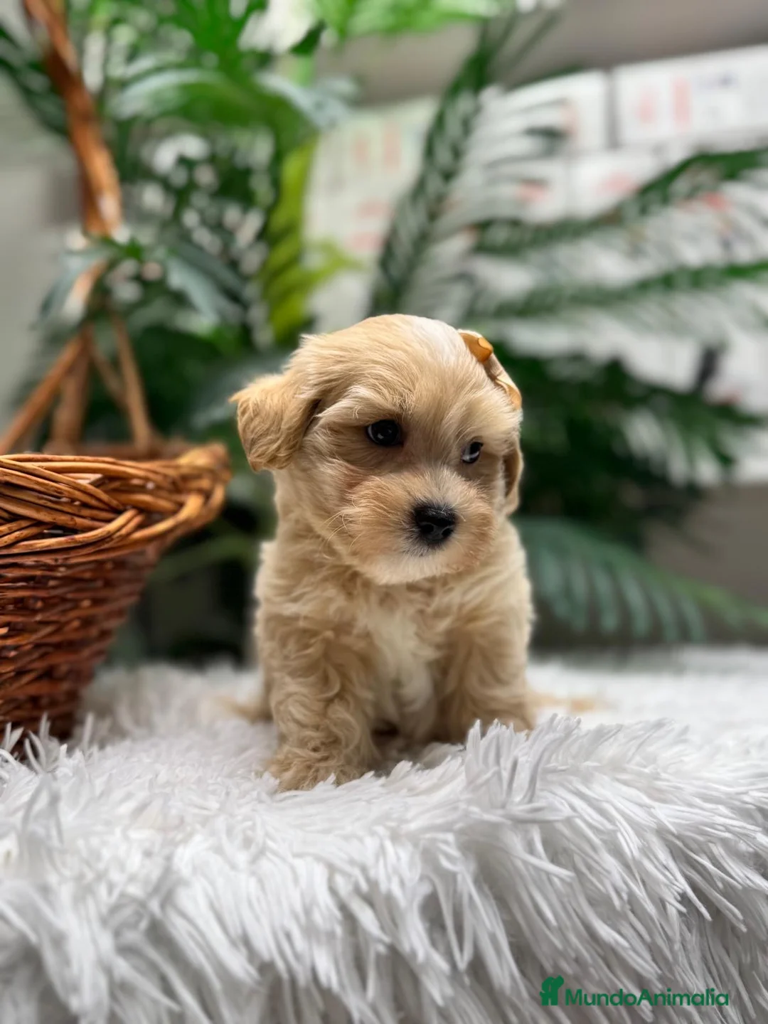 Maltipoo perros en venta: MALTIPOO - Anuncio 15