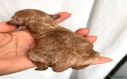 Caniche Toy perros en venta: Caniche toy - Imagen 3