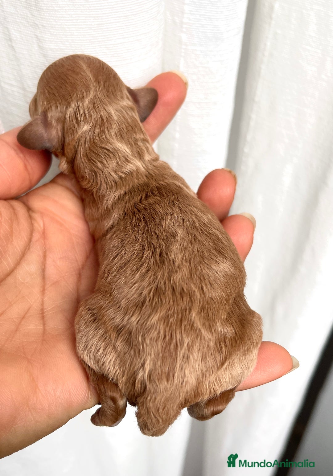 Caniche Toy perros en venta: Caniche toy - Imagen 3