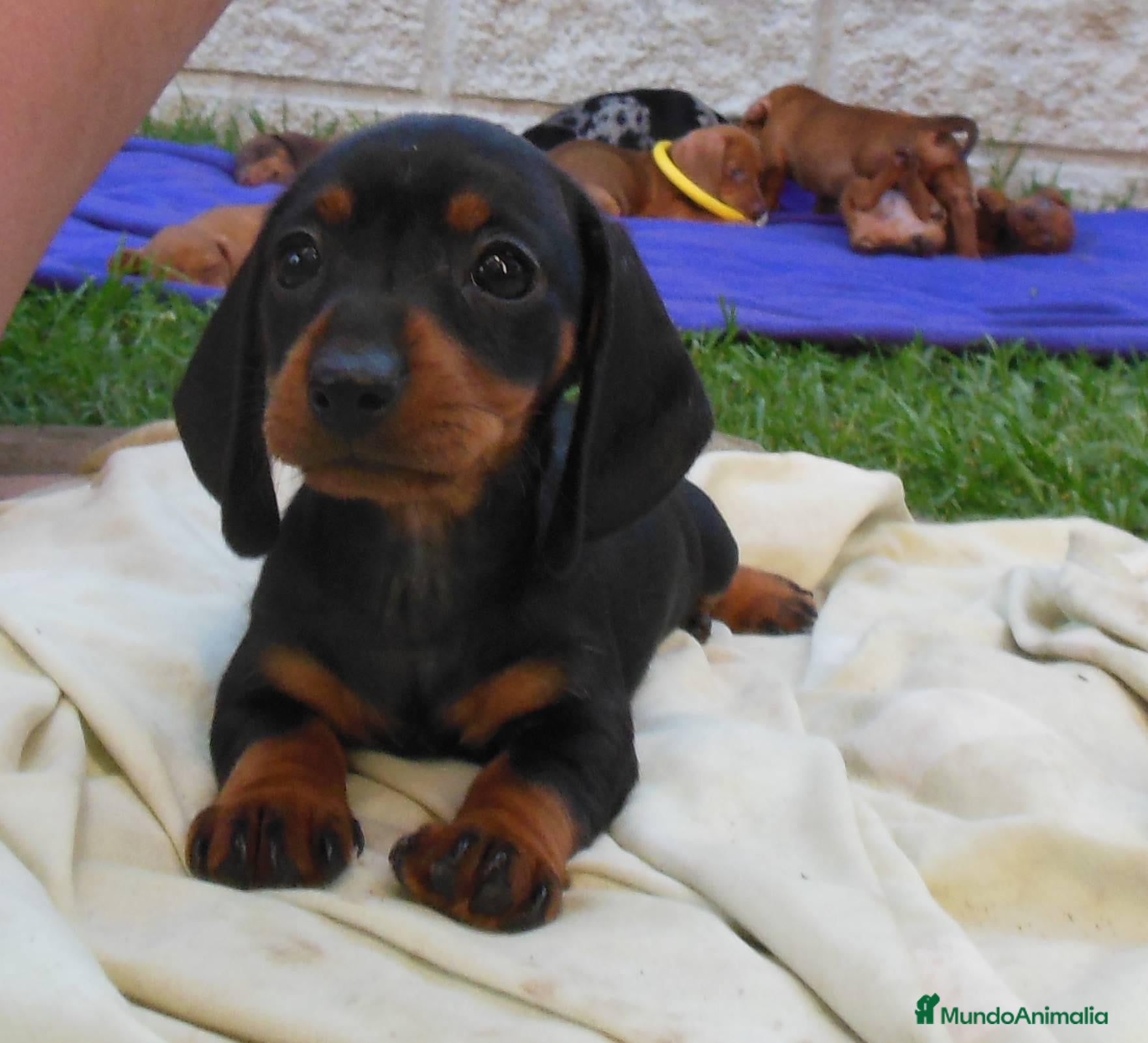 Teckel Miniatura perros Teckel preciosos  - Anuncio 37