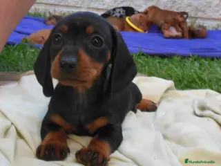 Teckel Miniatura perros Teckel preciosos - Anuncio 37