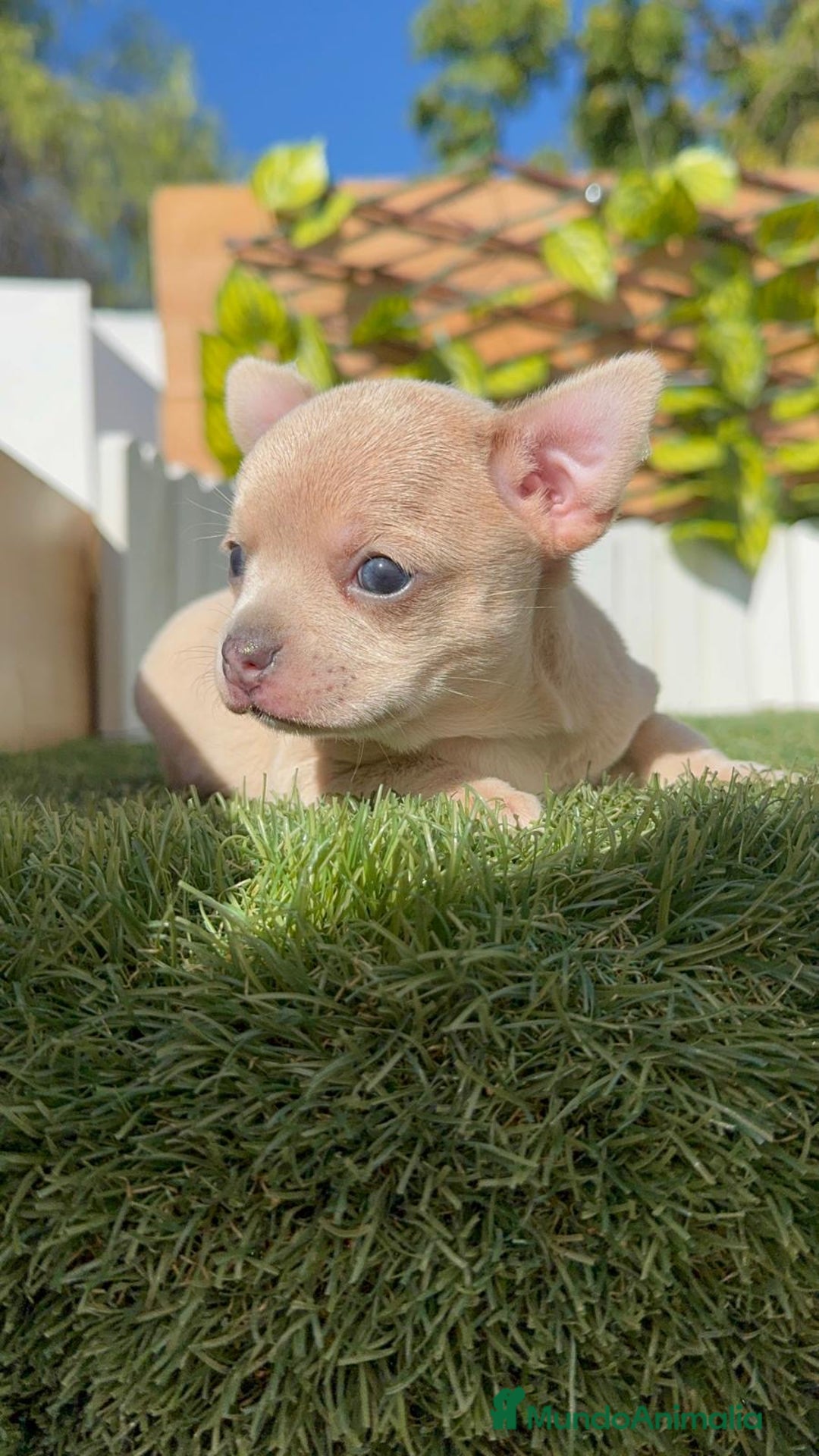 Chihuahua perros en venta: CHIHUAHUA HEMBRA - Imagen 1