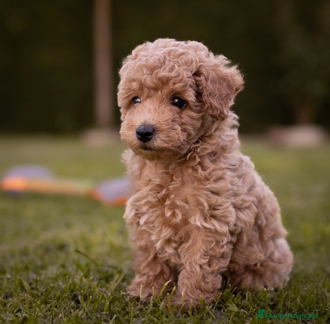 Caniche Toy perros en venta: Camada caniche Toy apricot - Imagen 2
