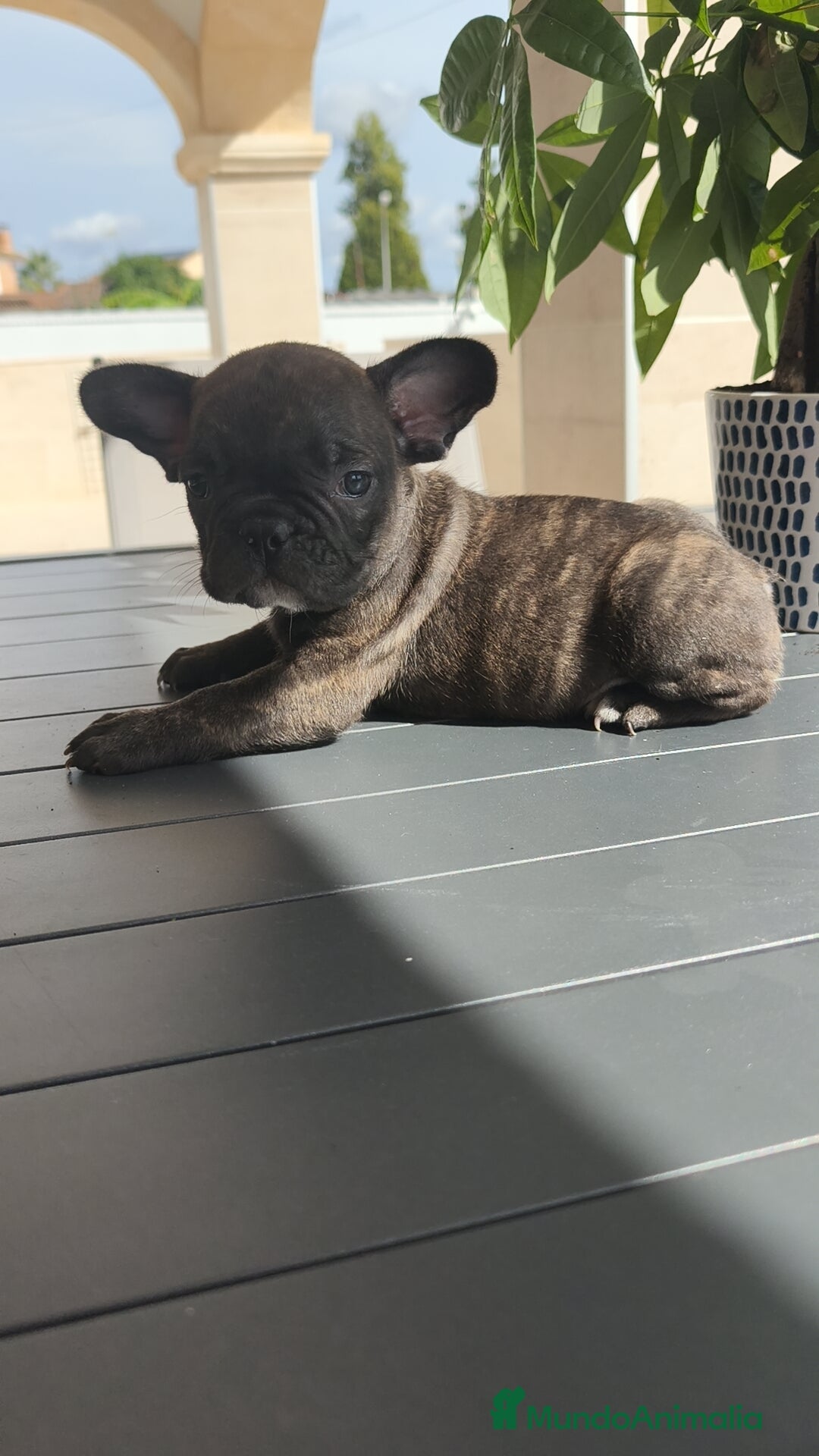 Bulldog Francés perros en venta: Bulldog Francés macho y hembra  - Imagen 11