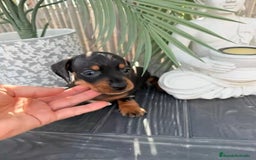 Teckel Miniatura perros en venta: Teckel n no atura - Imagen 2