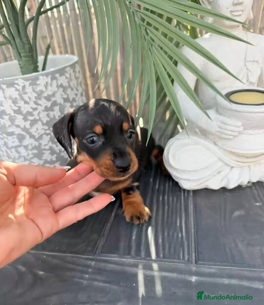 Teckel Miniatura perros en venta: Teckel n no atura - Imagen 2
