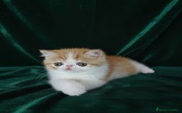 Exótico de Pelo Corto gatos en venta: 🐯 EXOTIC SHORTHAIR RED TABBY & WHITE - Imagen 18