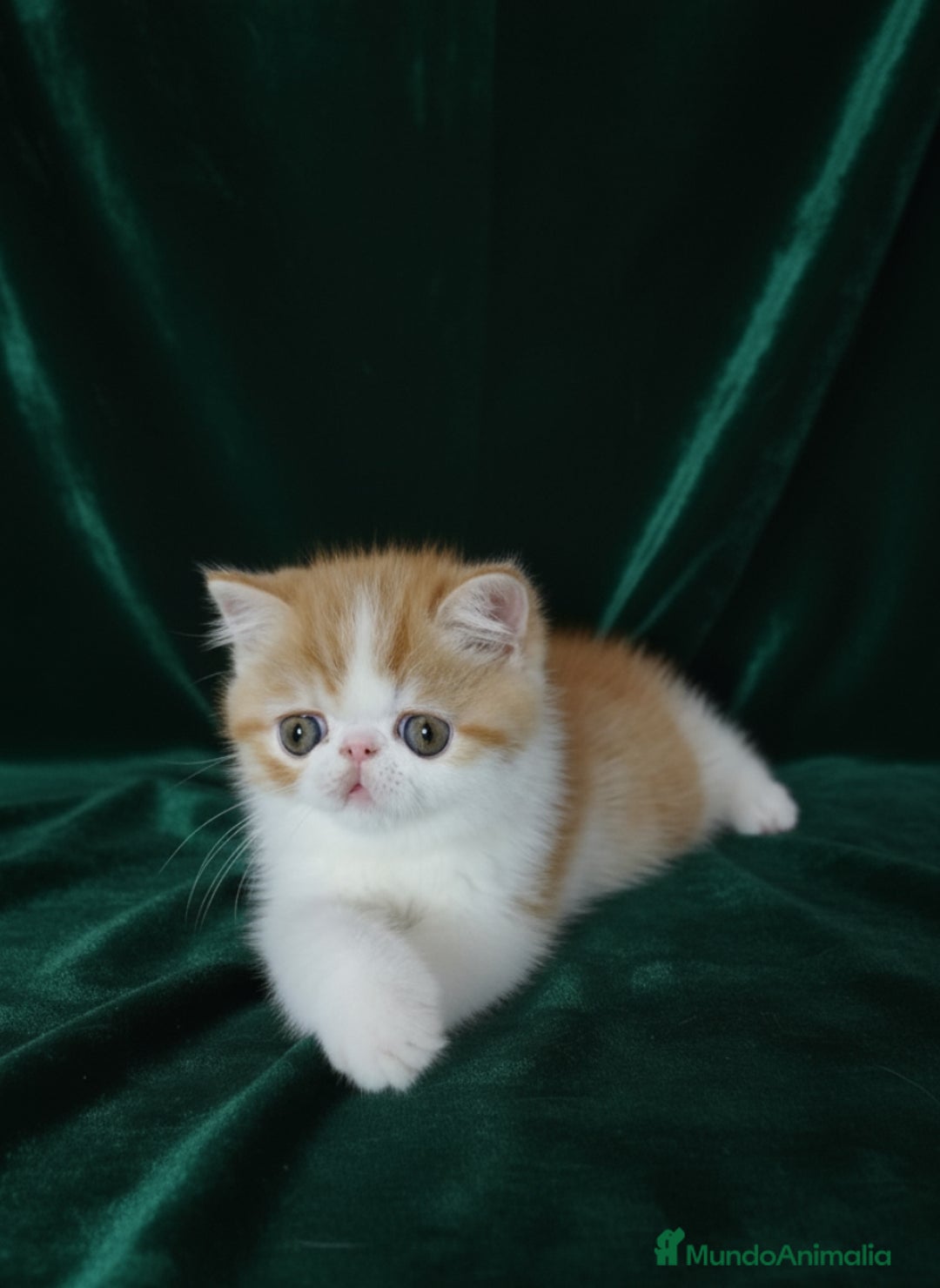 Exótico de Pelo Corto gatos en venta: 🐯 EXOTIC SHORTHAIR RED TABBY & WHITE - Imagen 18