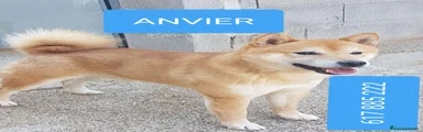 Shiba Inu 1