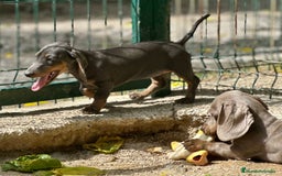 Teckel Miniatura perros en venta: TECKEL MINIATURA DISPONIBLES - Imagen 9