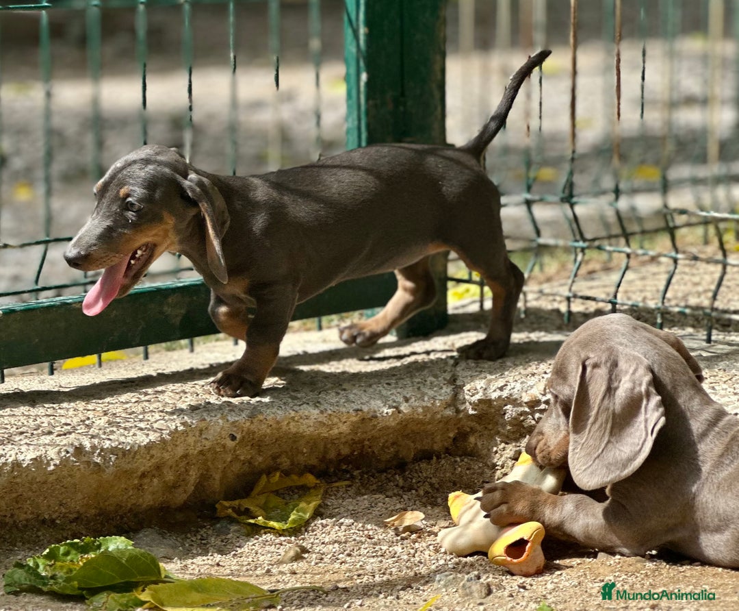 Teckel Miniatura perros en venta: TECKEL MINIATURA DISPONIBLES - Imagen 9