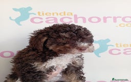 Perro de Agua Español perros en venta: PERRO DE AGUA ESPAÑOL - Imagen 1