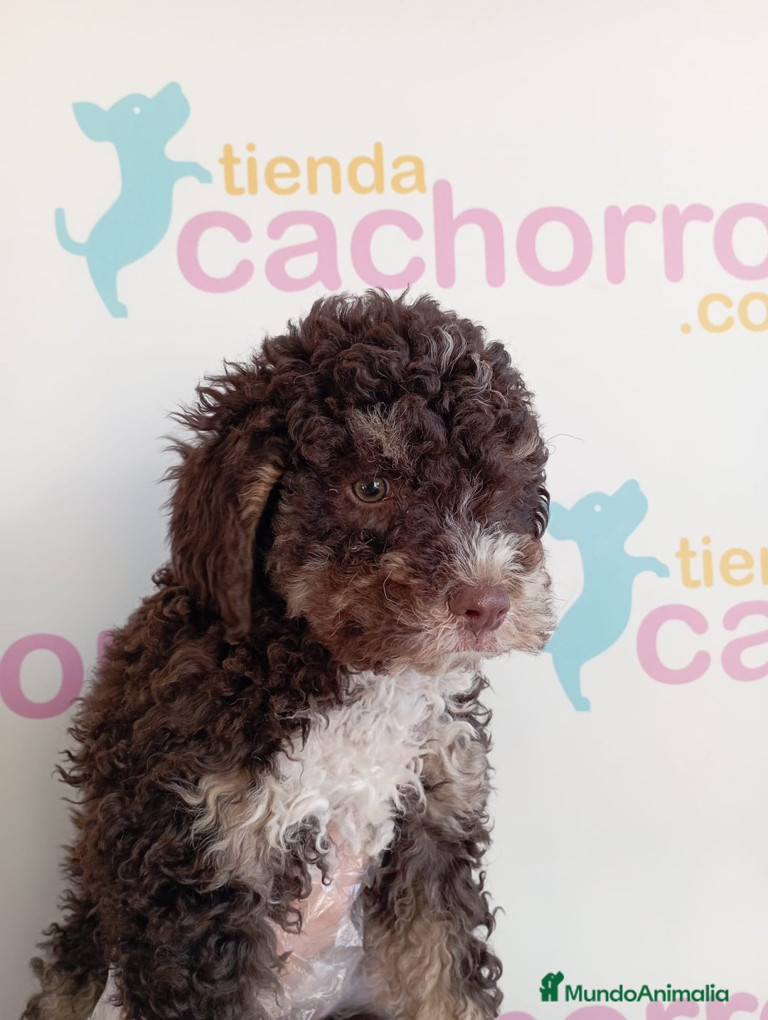 Perro de Agua Español perros en venta: PERRO DE AGUA ESPAÑOL - Imagen 1