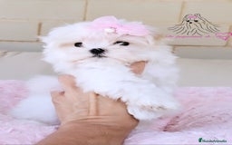 Bichón Maltés perros en venta: Bichon maltes coreano miniatura  - Imagen 2