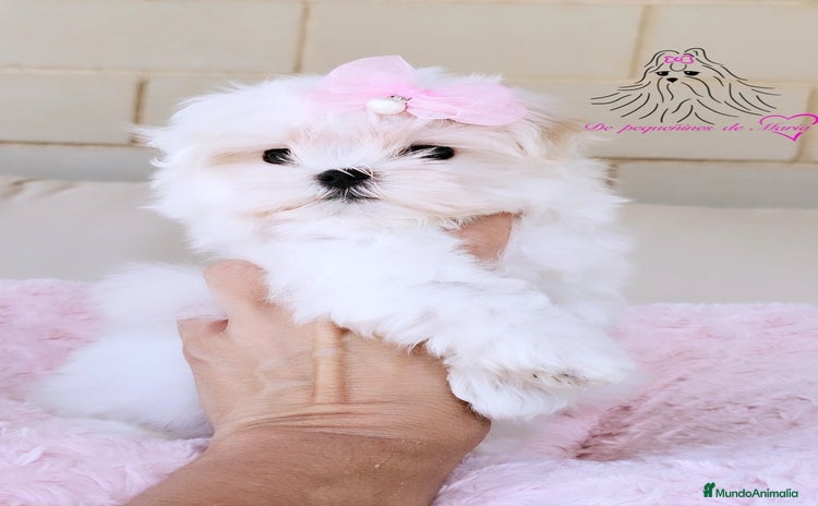 Bichón Maltés perros - Propaganda 6