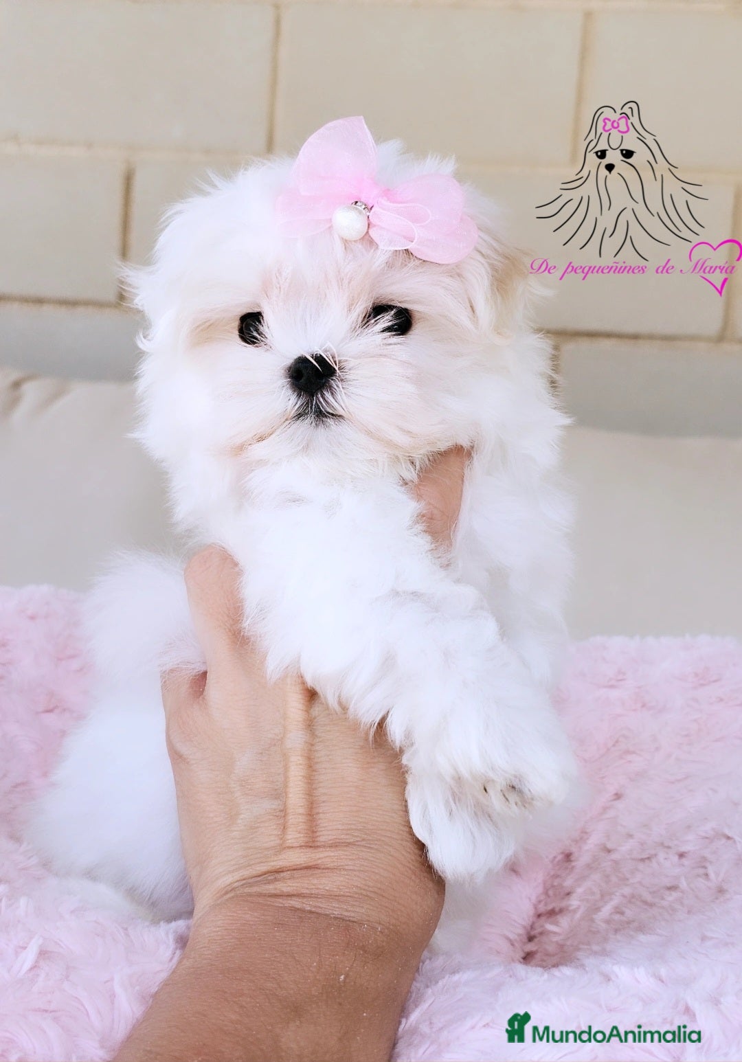 Bichón Maltés perros en venta: Bichon maltes coreano miniatura  - Imagen 2