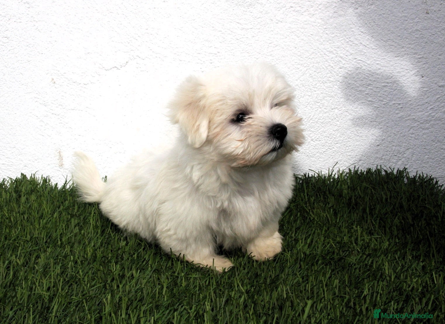 Bichón Maltés perros en venta: Bichon Maltes  - Anuncio 5
