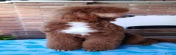 Caniche Gigante perros en venta: Cachorros de caniche gigante apricot - Anuncio 7