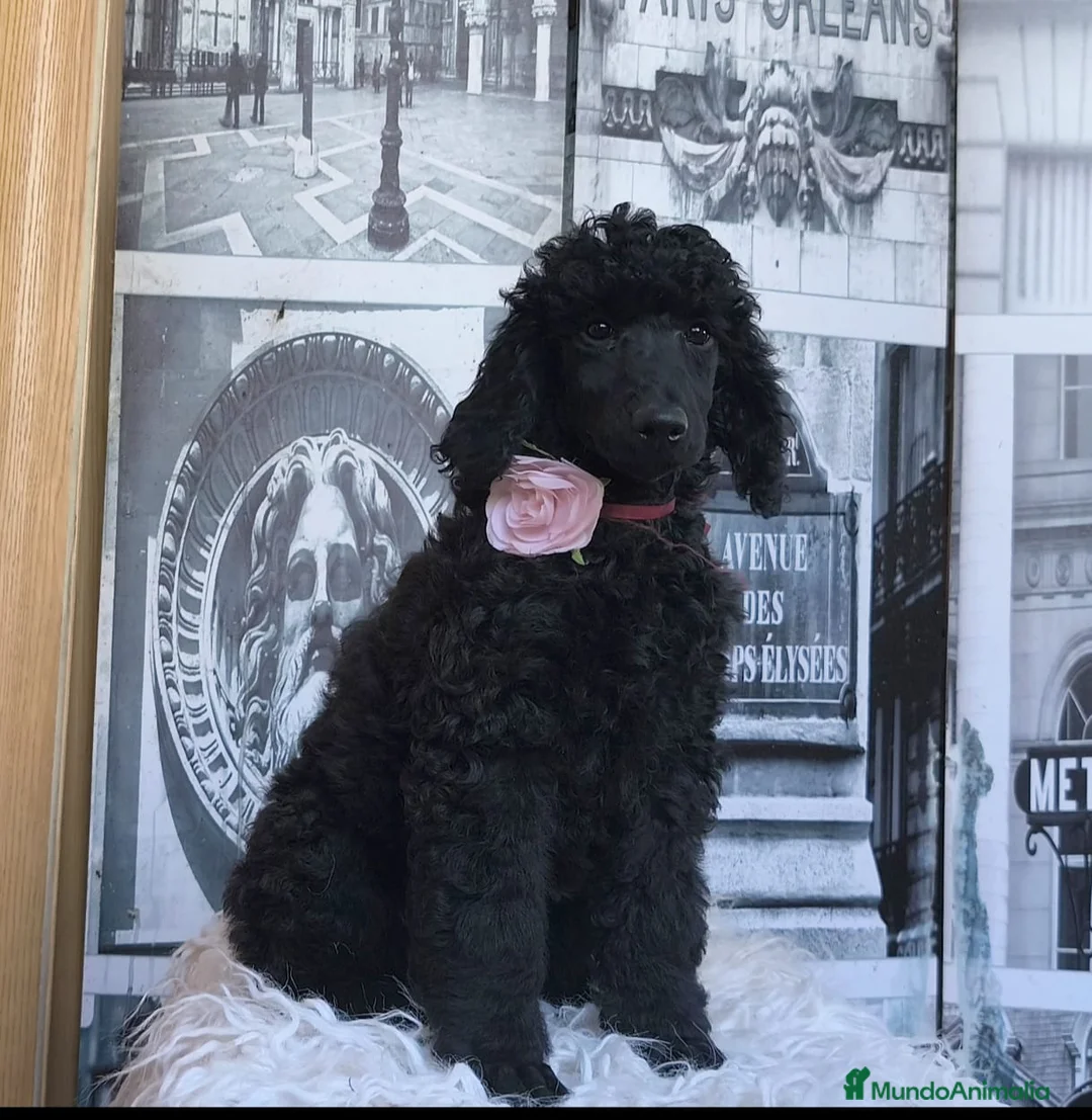 Caniche Gigante perros en venta: Caniche gigante  - Anuncio 1