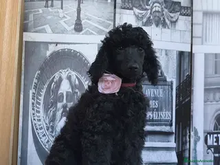 Caniche Gigante perros Caniche gigante - Anuncio 1