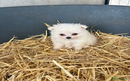 Pomerania perros en venta: Cachorros pomerania blancos  - Imagen 3
