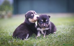 Pomsky perros en venta: Pomsky F4 Toy  - Imagen 7