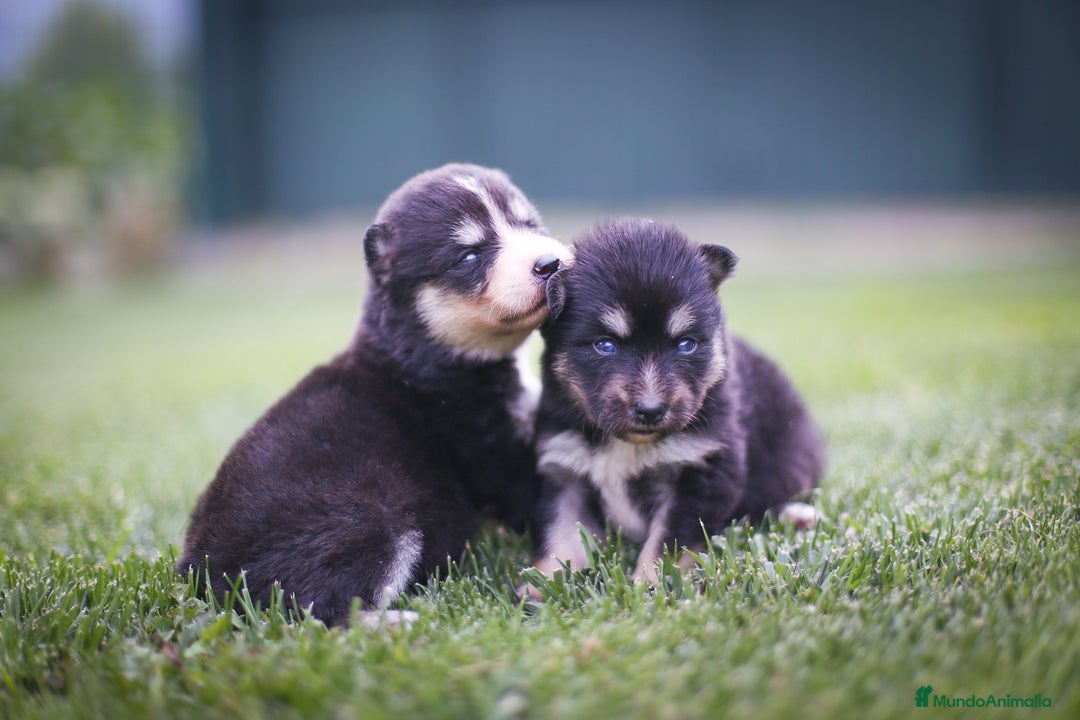 Pomsky perros en venta: Pomsky F4 Toy  - Imagen 7