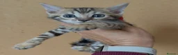 Bengalí gatos en venta: Bengali, Brown - Anuncio 4