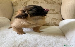 Pekinés perros en venta: Cachorros de Pekines Imperial hembras  - Imagen 11