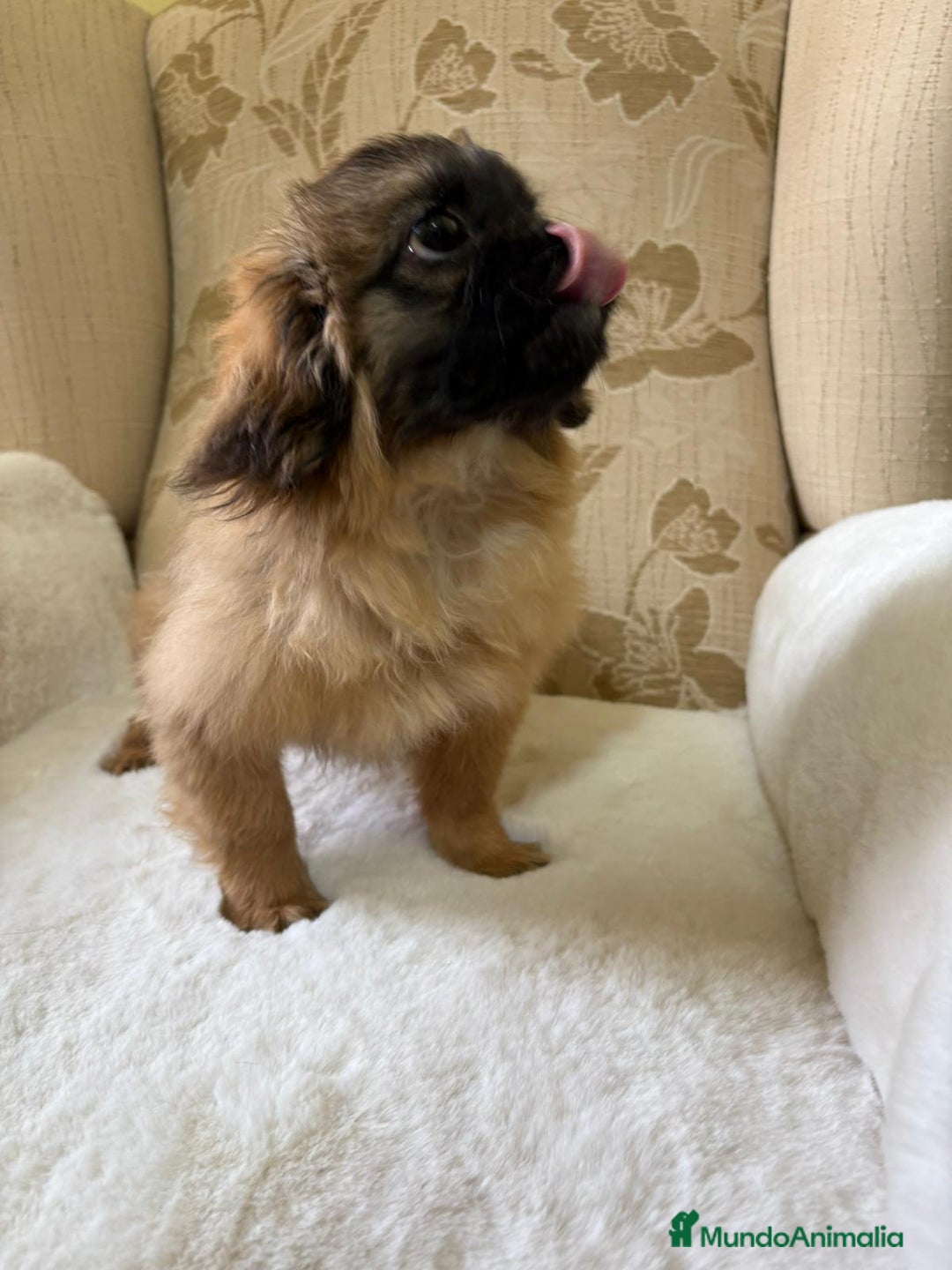 Pekinés perros en venta: Cachorros de Pekines Imperial hembras  - Imagen 11