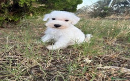 Schnauzer Miniatura perros en venta: Schnauzer Miniatura Hembra disponible!! - Imagen 3
