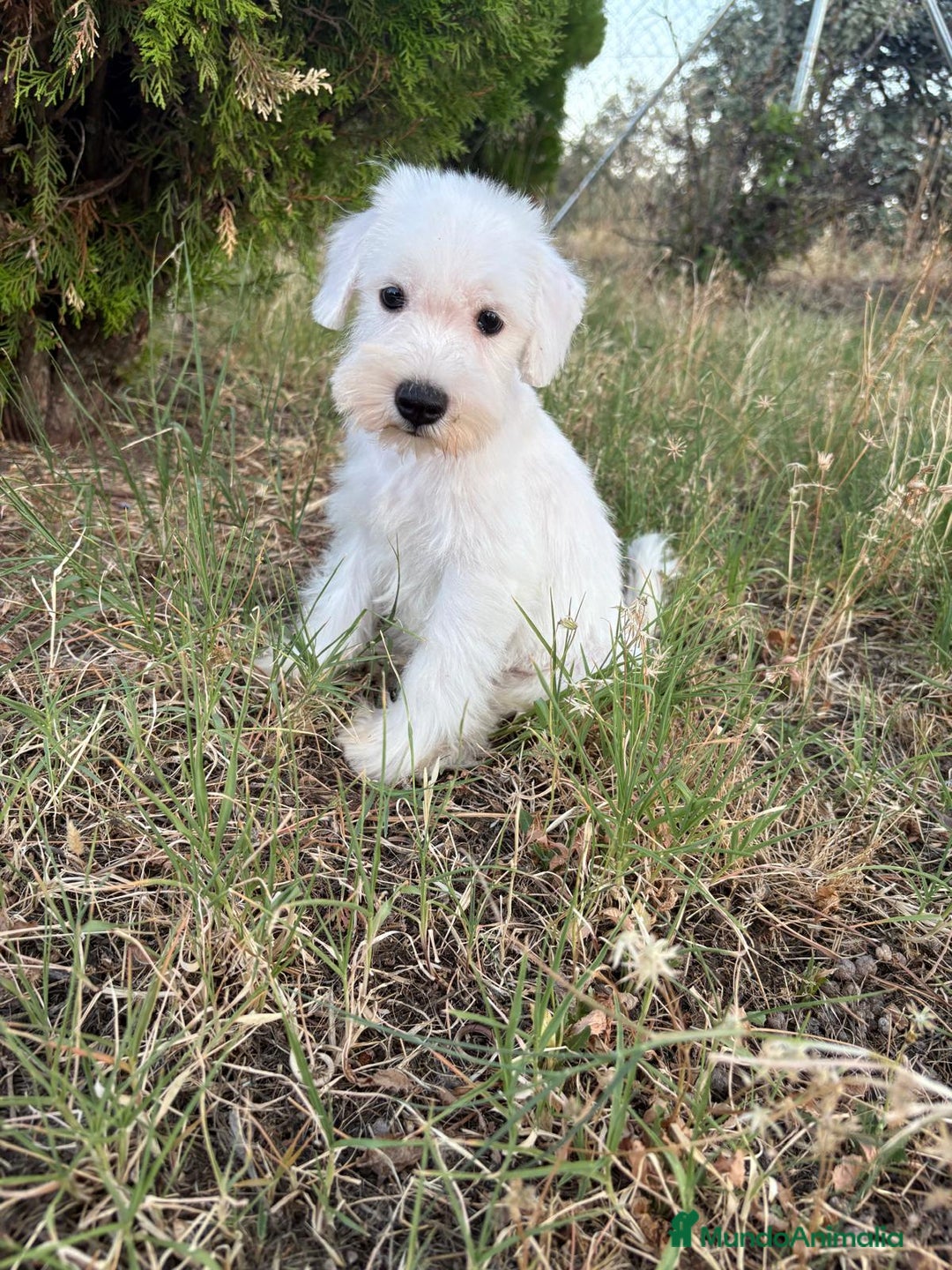 Schnauzer Miniatura perros en venta: Schnauzer Miniatura Hembra disponible!! - Imagen 3