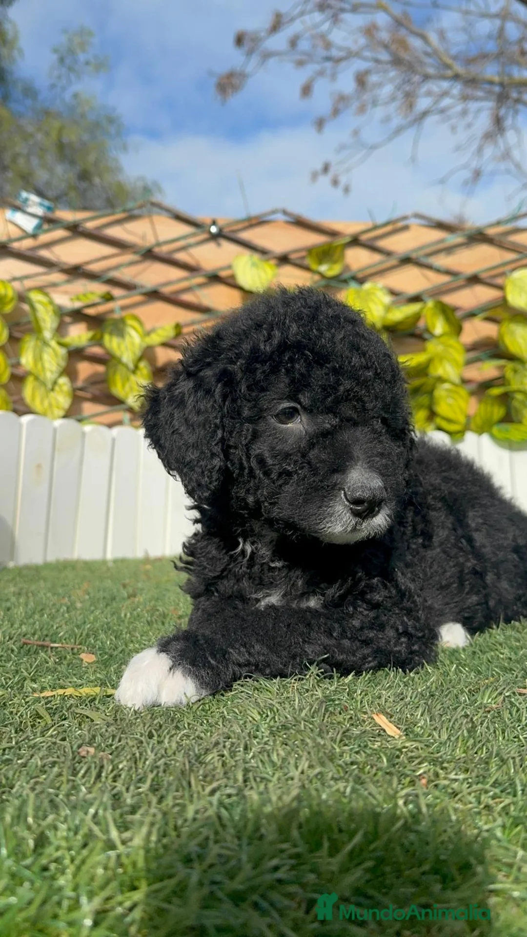 Perro de Agua Español perros en venta: PERRO DE AGUA ESPAÑOL-LISTO PARA ENTREGAR - Anuncio 3