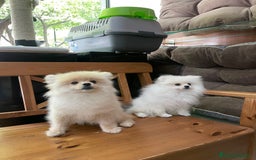 Pomerania perros en venta: Camada de pomerania en Albacete - Imagen 1
