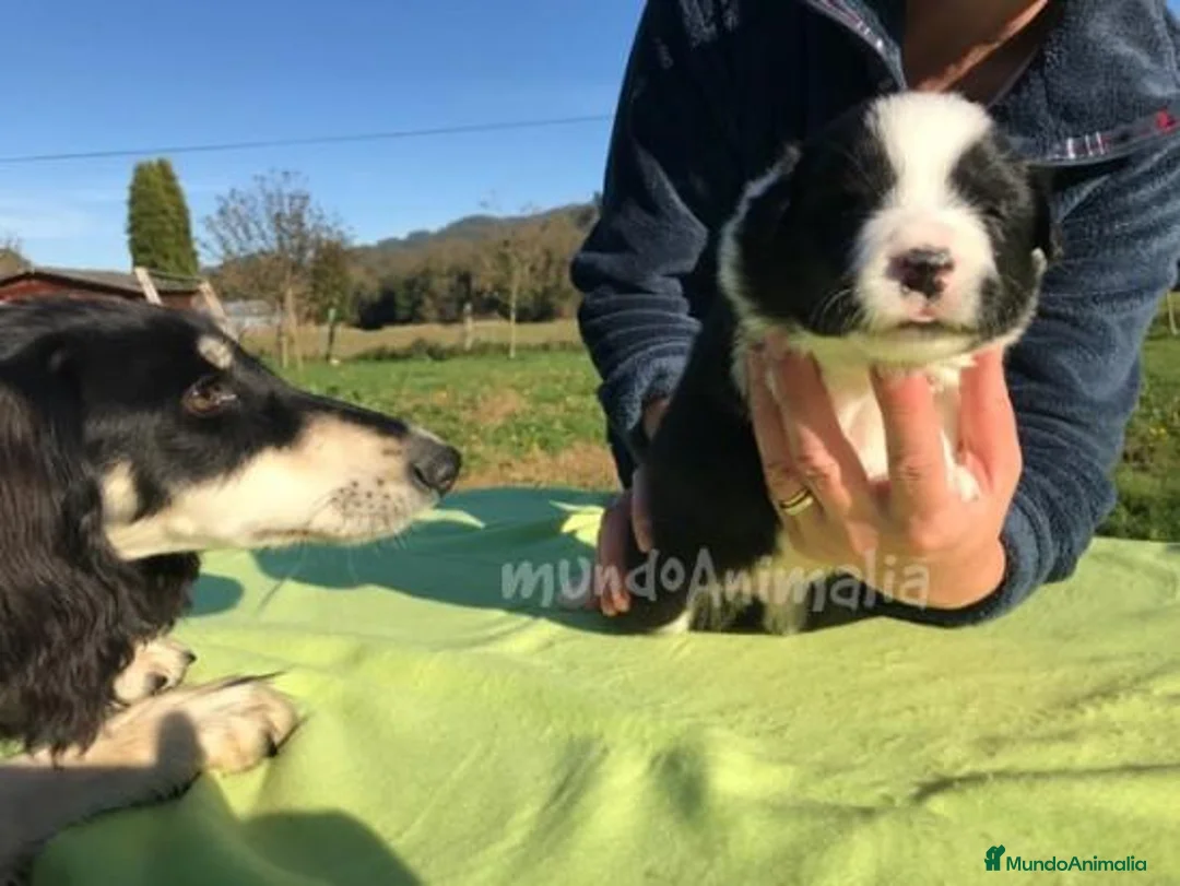 Imagen de galería {{count}}