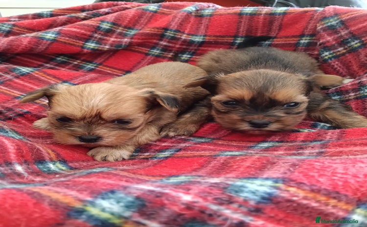 Morkie perros - Anuncio 1