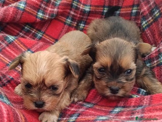 Morkie perros - Anuncio 4