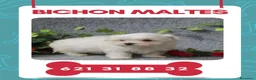 Bichón Maltés perros en venta: Bichón maltés enanos disponibles  - Anuncio 1
